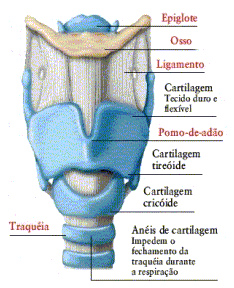  laringe